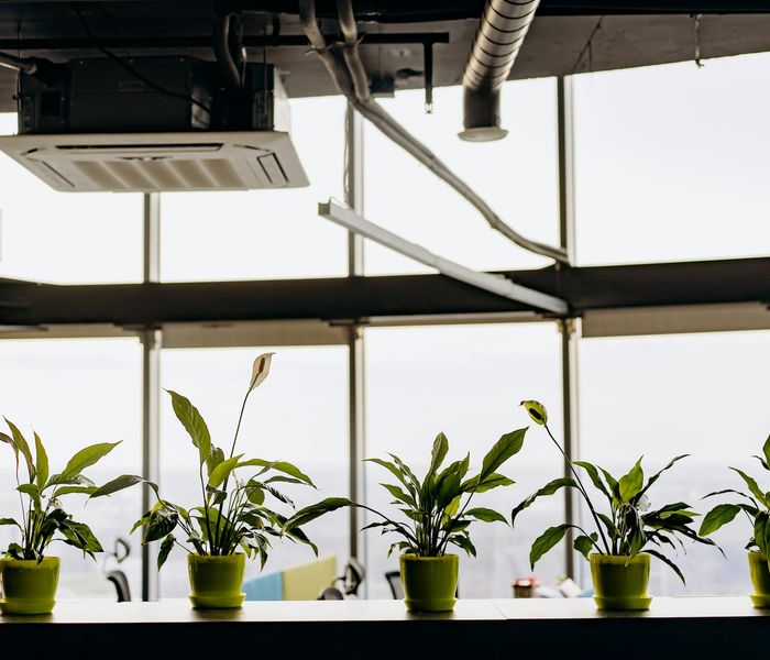 Minimalist workplace with natural lighting and plants
